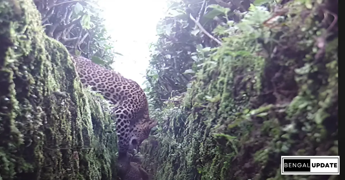 Leopard and cub image