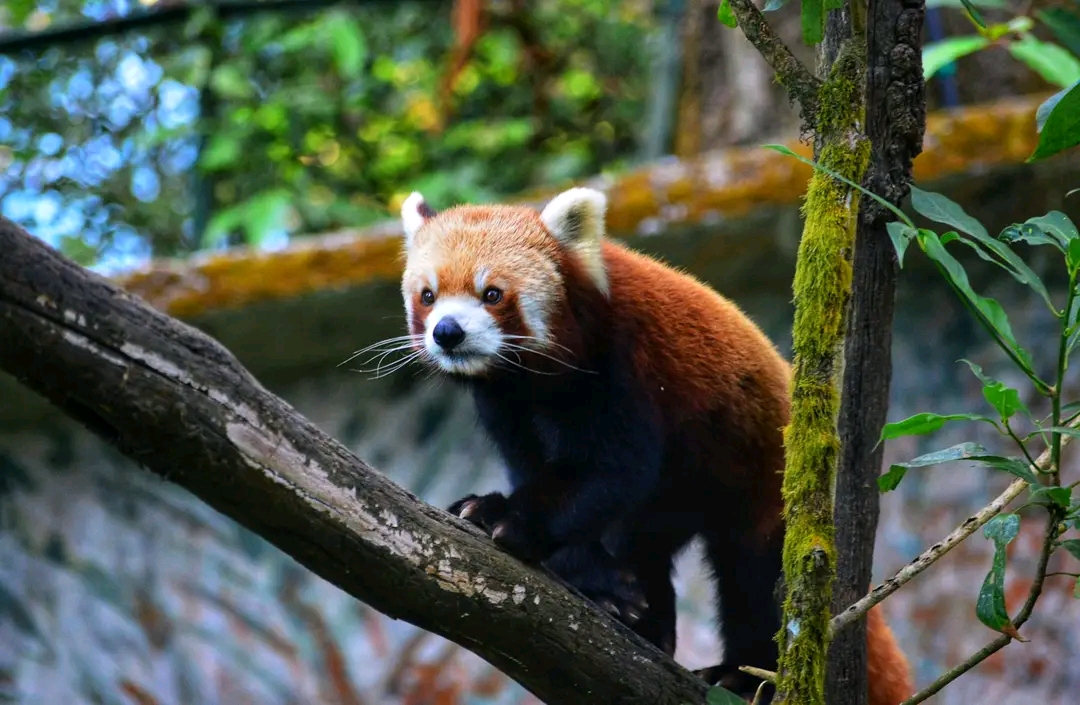Red panda