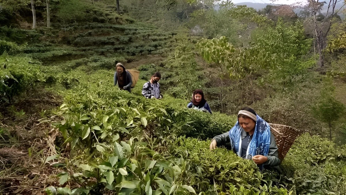 Tea-Garden