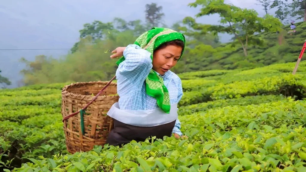 Tea worker