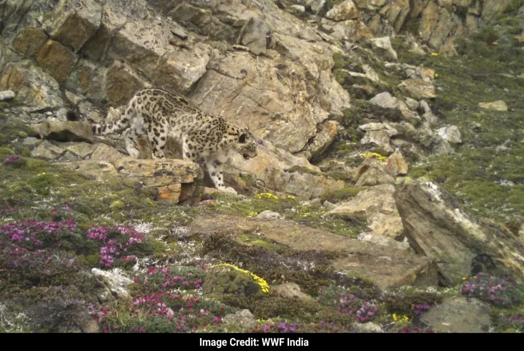 21 Snow Leopards