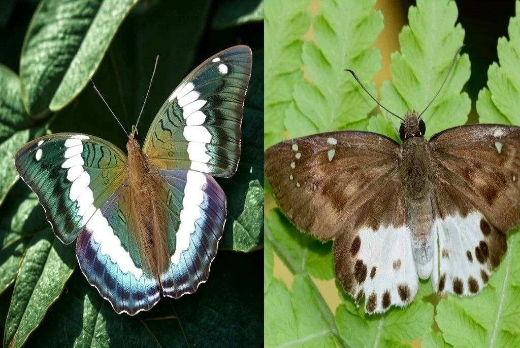 61% of Sikkim’s Butterflies Found in Dzongu A Decade-Long Study Reveals Hidden Biodiversity Hotspot