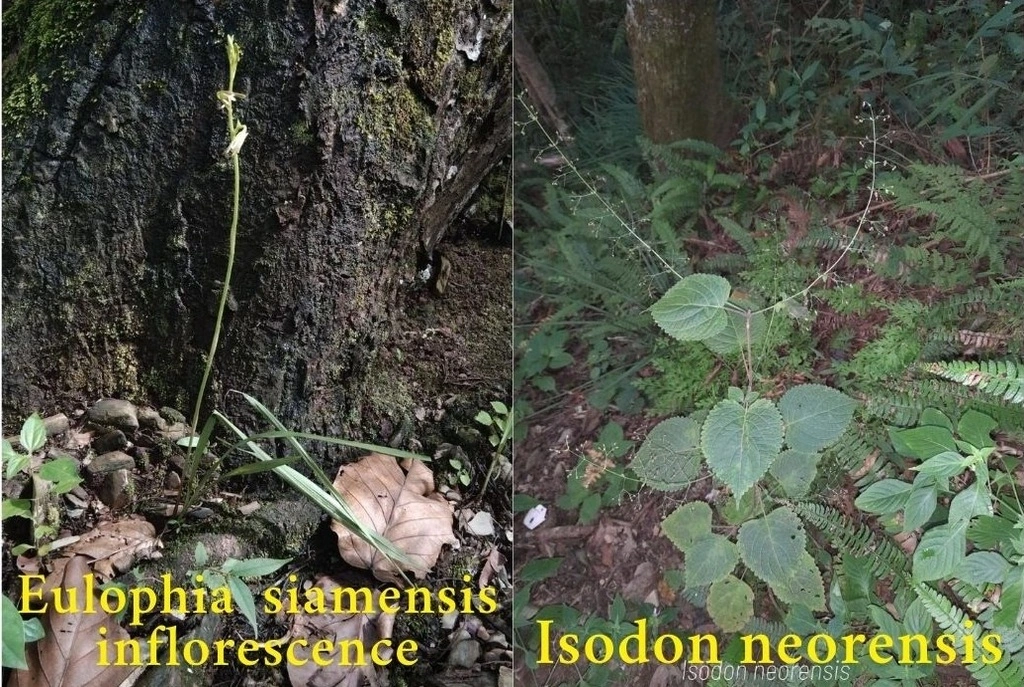 Discovery of a ‘Lost’ Orchid Rewrites Sikkim’s Biodiversity Map