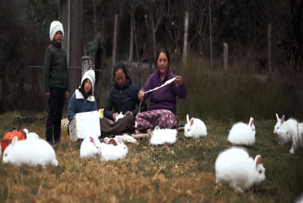 ₹30k per Month Empire Using Angora Rabbits & Banana Silk