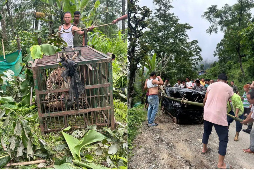 Inside the 48-Hour Hunt for Sikkim’s Resident Leopard